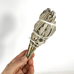 Hvid Salvie, bundt med stilk