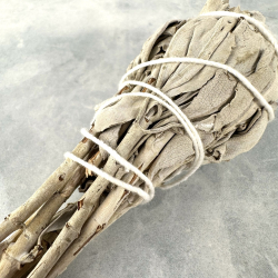 Hvid Salvie, bundt med stilk