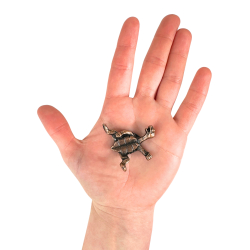 R�gelsesholder Skildpadde, Bronzefarvet