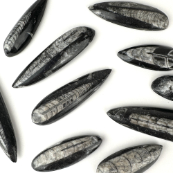 Ortoceratit Spids, Small