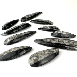 Ortoceratit Spids, Small