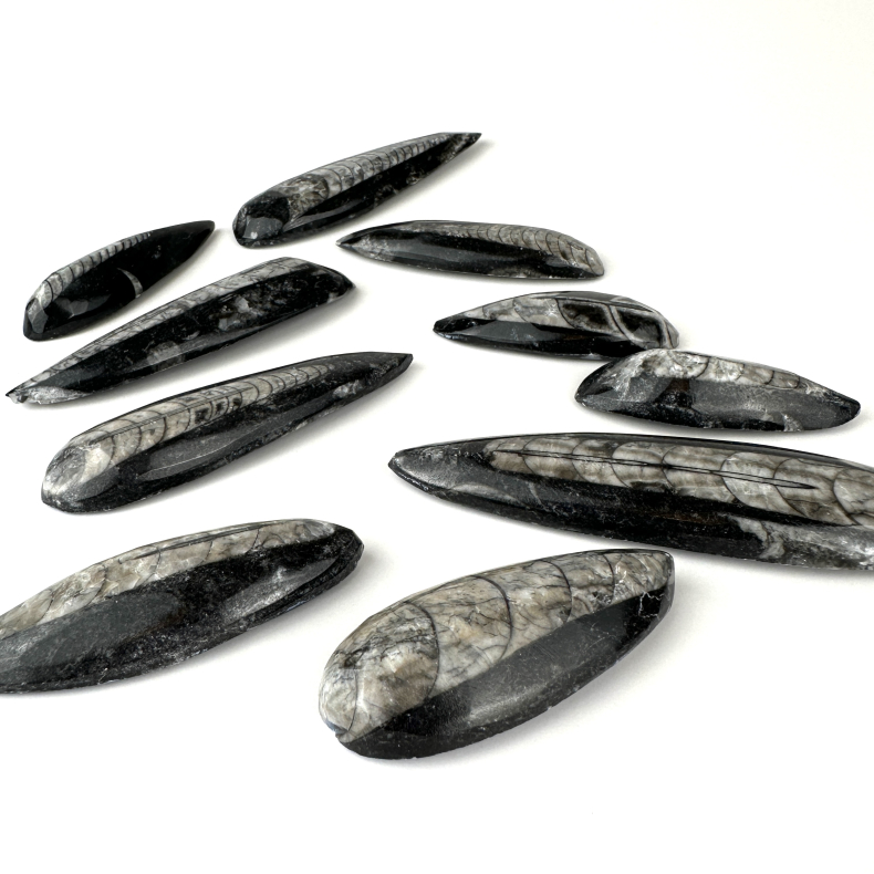 Ortoceratit Spids, Small