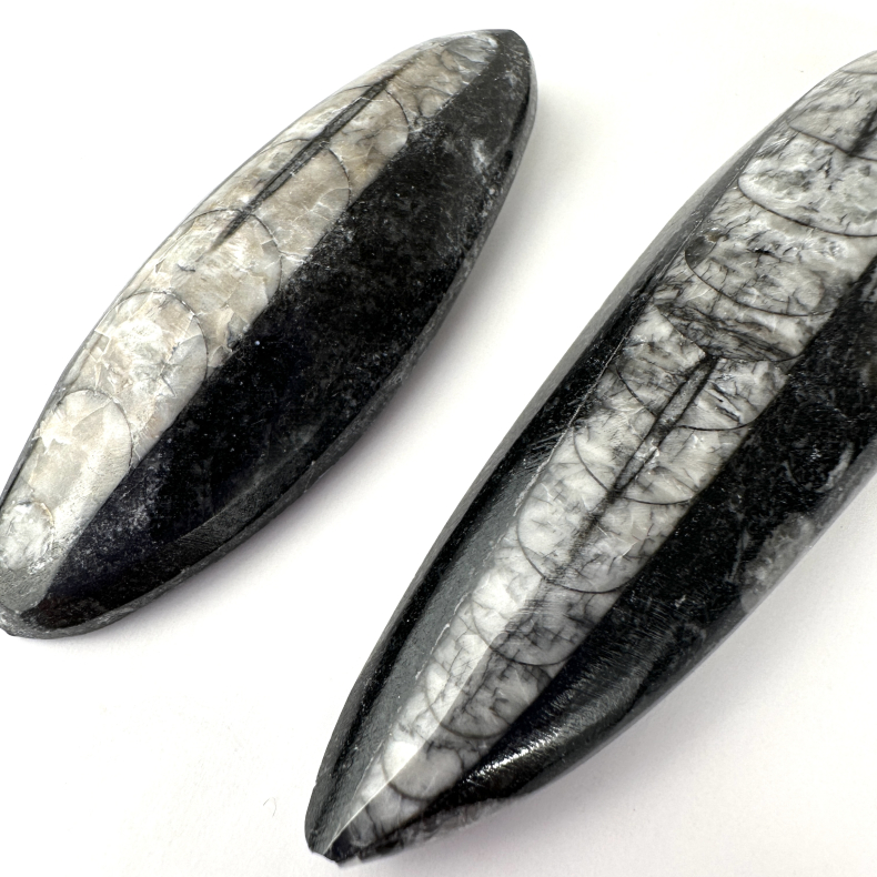 Ortoceratit Spids, Small