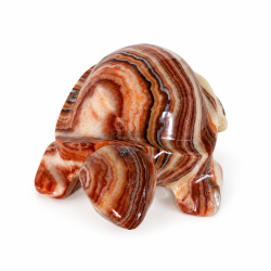 Stribet Onyx Skildpadde 3