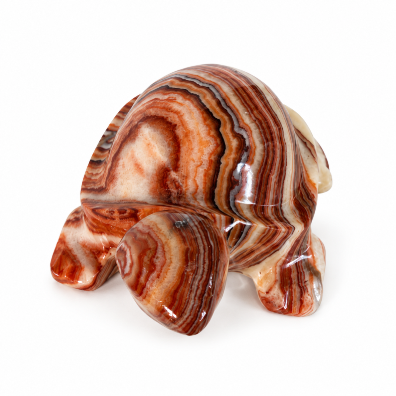 Stribet Onyx Skildpadde 3