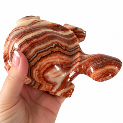 Stribet Onyx Skildpadde 3