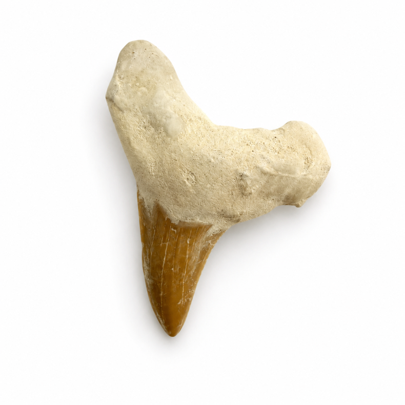 Forstenet Hajtand 3-4 cm 