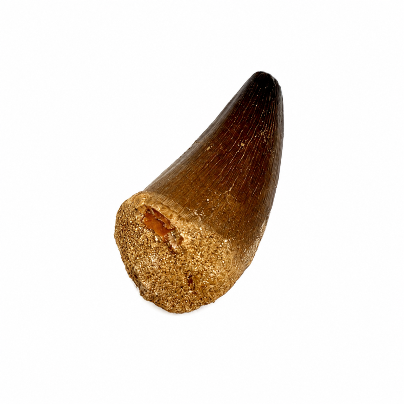 Massasarus Beaugei Tand 