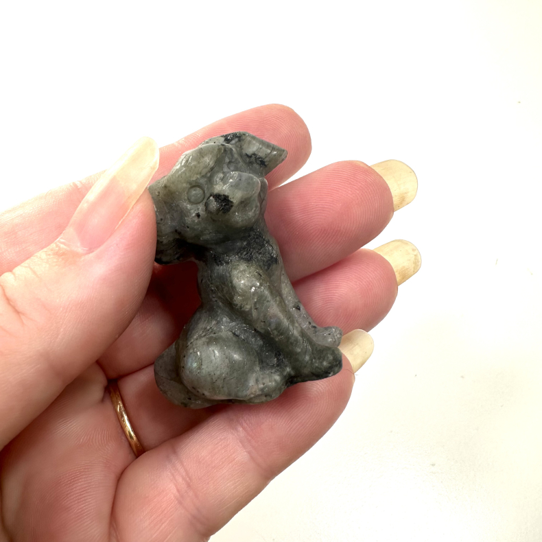 Labradorit stor hund 