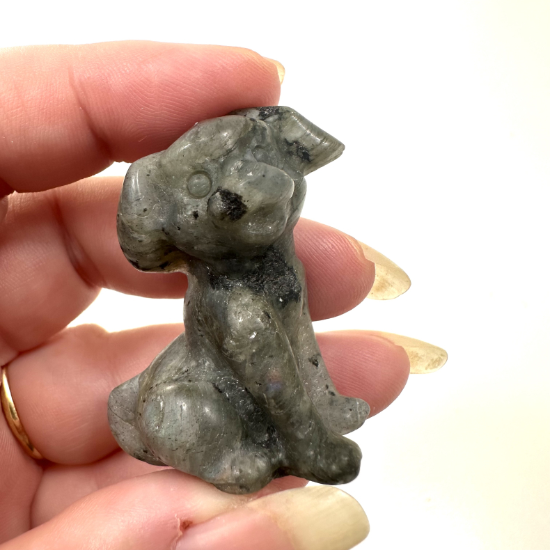 Labradorit stor hund 