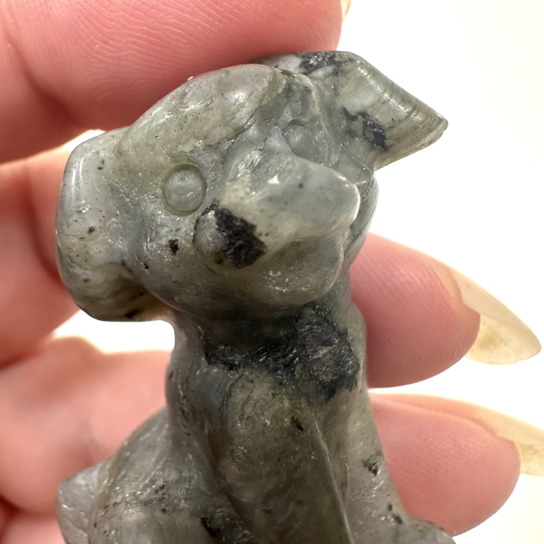 Labradorit stor hund 