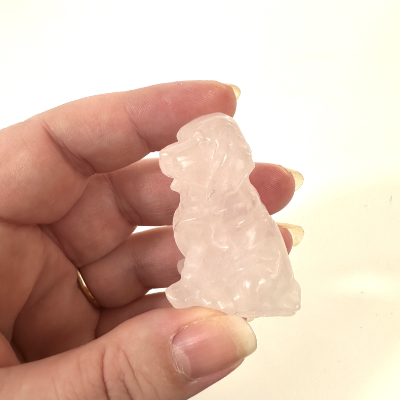 Rosakvarts, labrador hund 