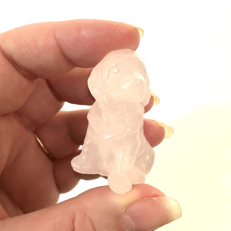 Rosakvarts, labrador hund 