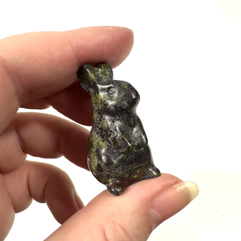 Afrikansk blodsten kanin 