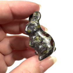 Afrikansk blodsten kanin 