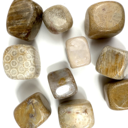 Forstenet koral, Lommesten 