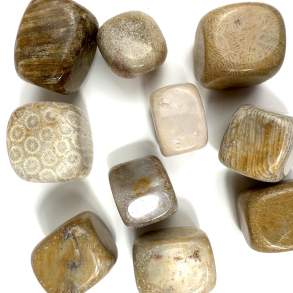 Forstenet koral, Lommesten 