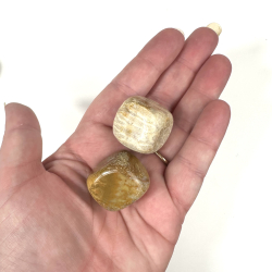 Forstenet koral, Lommesten 