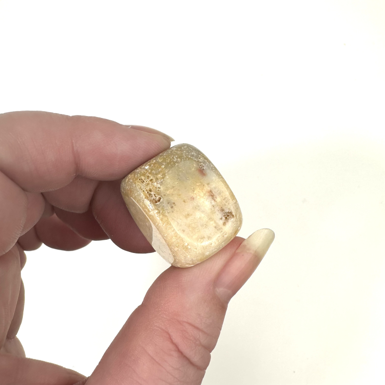 Forstenet koral, Lommesten 