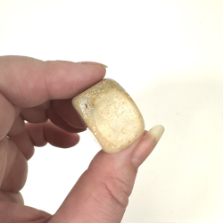 Forstenet koral, Lommesten 