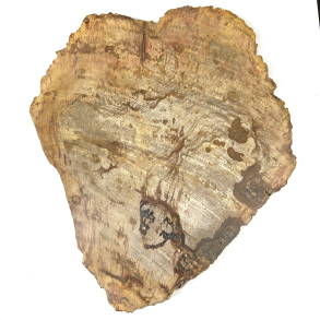 Forstenet tr, skrive xxl 