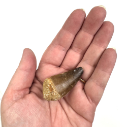 Massasarus Beaugei Tand 