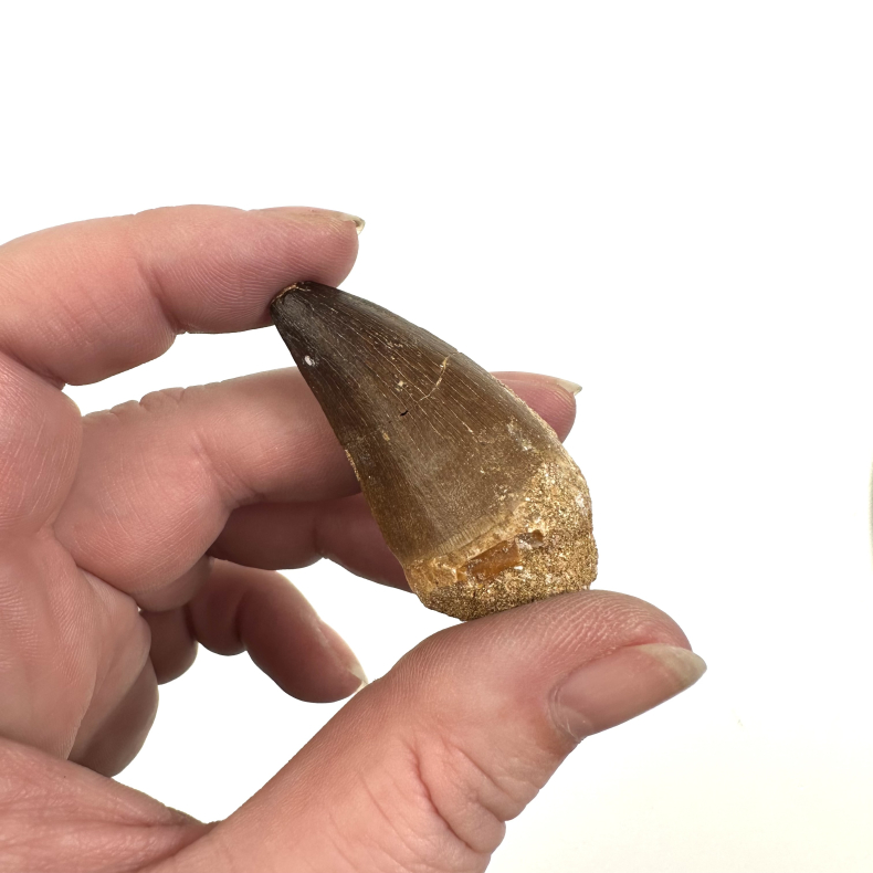 Massasarus Beaugei Tand 