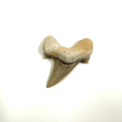Otadus/Megalodon Fossil tand