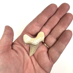 Otadus/Megalodon Fossil tand