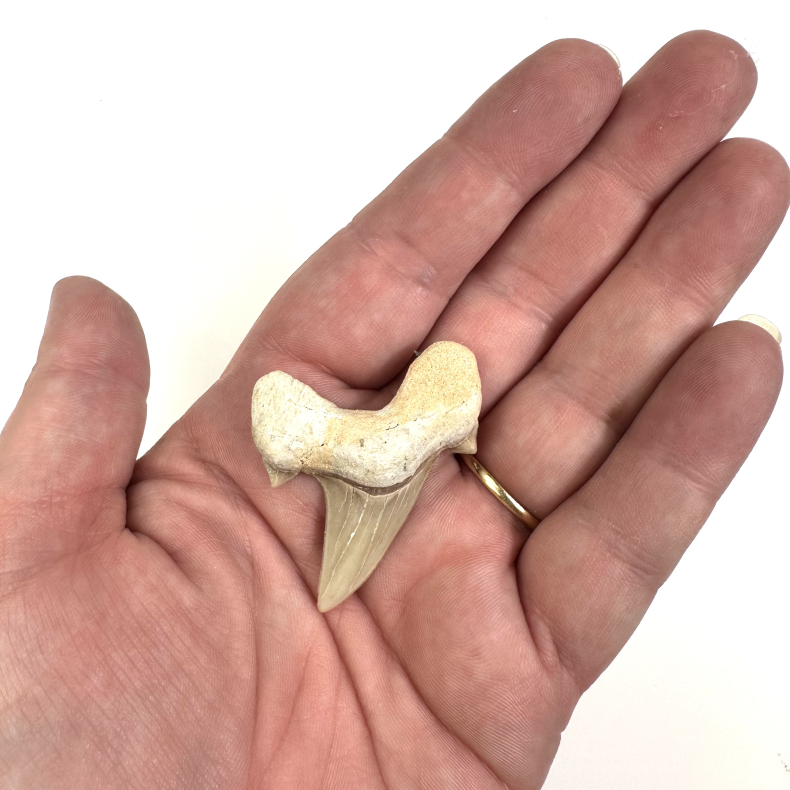 Otadus/Megalodon Fossil tand