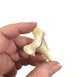 Otadus/Megalodon Fossil tand