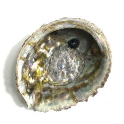 Abeloneskaller Delpoleret 