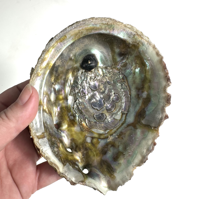 Abeloneskaller Delpoleret 