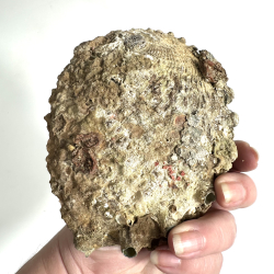 Abeloneskaller Delpoleret 