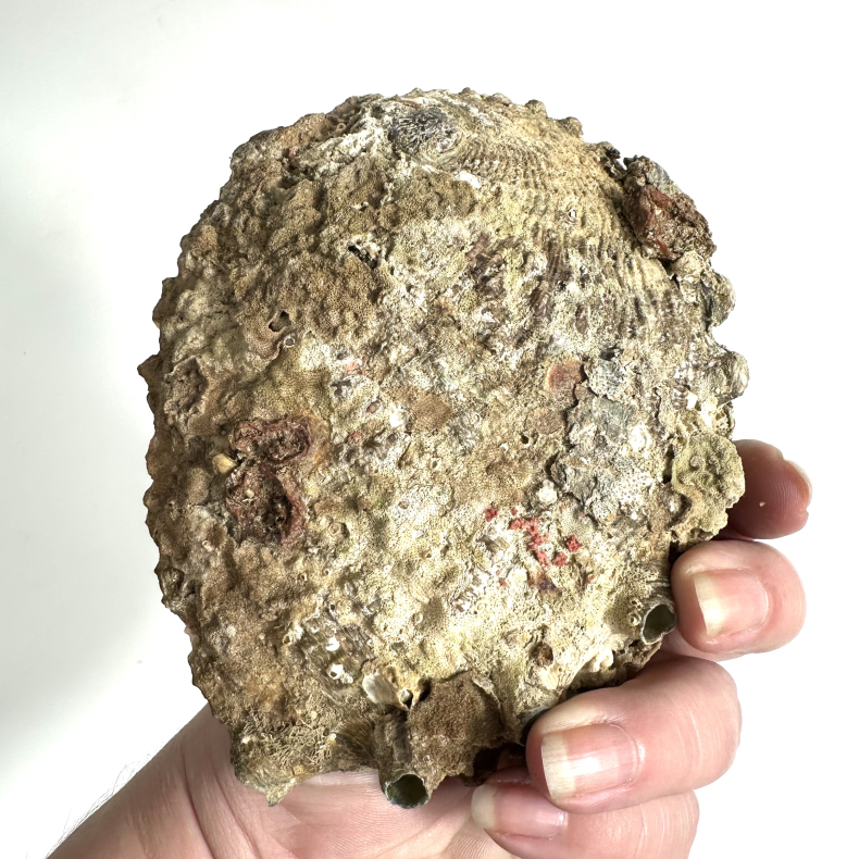 Abeloneskaller Delpoleret 