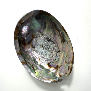 Abeloneskaller Helpoleret 