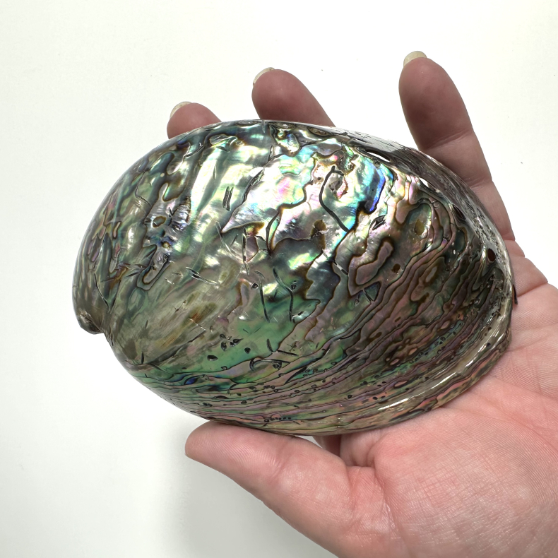 Abeloneskaller Helpoleret 