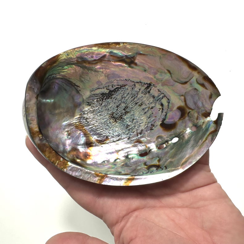 Abeloneskaller Helpoleret 