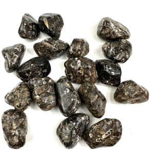 Turritella Agat Lommesten 