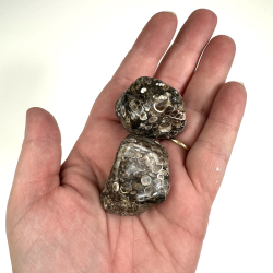 Turritella Agat Lommesten 