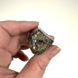 Turritella Agat Lommesten 