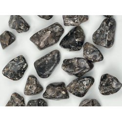 Turitella Jaspis, Lommesten 