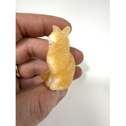 Orange Calcit Mani coon kat 