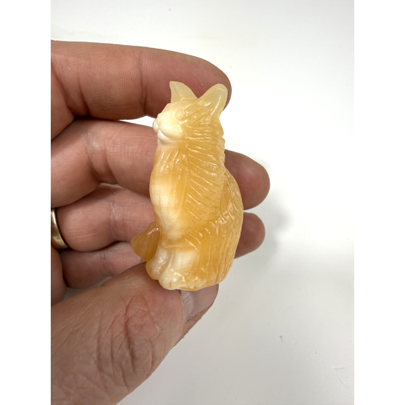 Orange Calcit Mani coon kat 