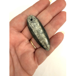 Ortoceratit Vedh�ng 