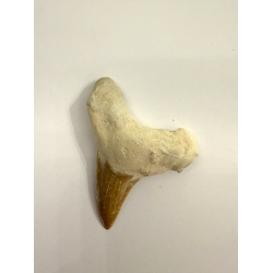 Forstenet Hajtand 3-4 cm 