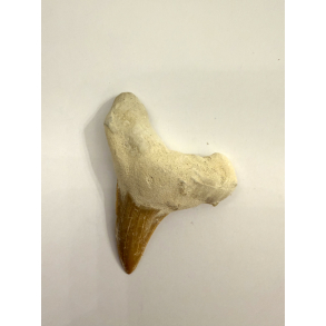 Forstenet Hajtand 3-4 cm 