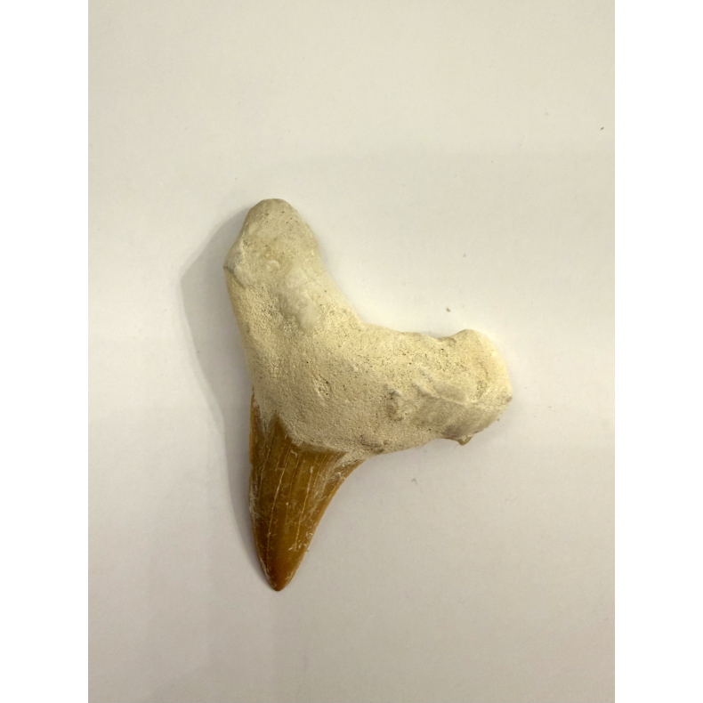 Forstenet Hajtand 3-4 cm 