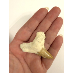 Forstenet Hajtand 3-4 cm 