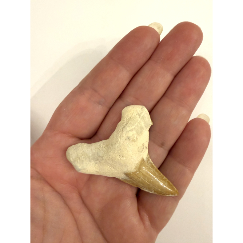 Forstenet Hajtand 3-4 cm 